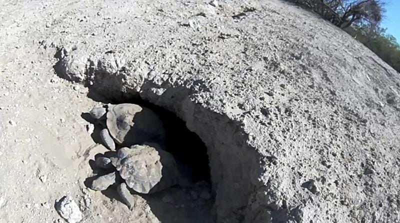 Desert Tortoise Mojave Max emerges from his slumber on April 24th, 2023