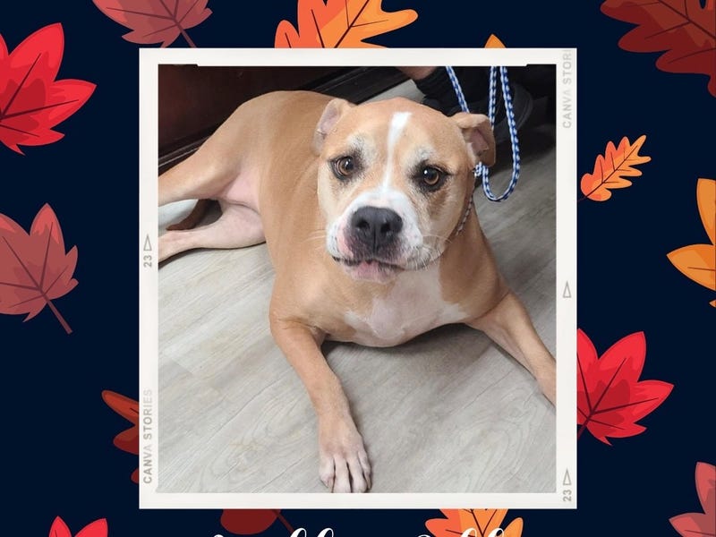 Molly Polly, a three and a half year old medium mixed breed dog up for adoption through ARE Animal Rescue in Hemet