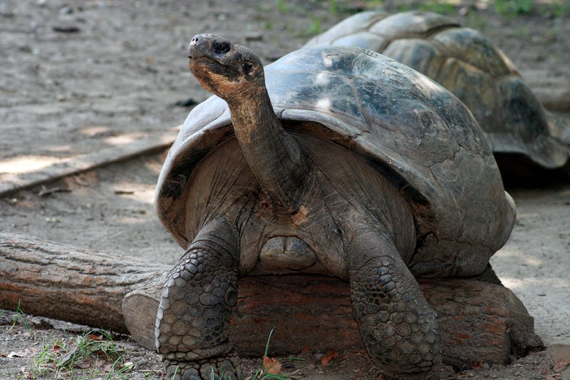Philadelphia Zoo