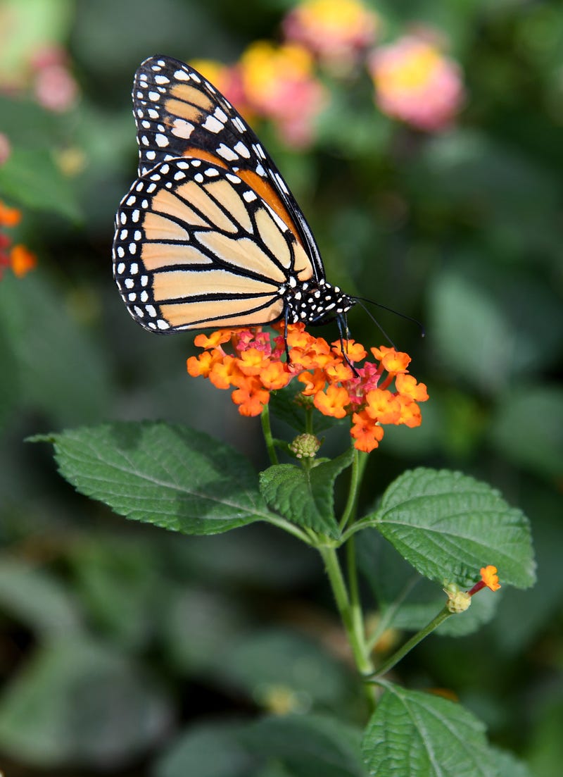 Monarch Butterfly