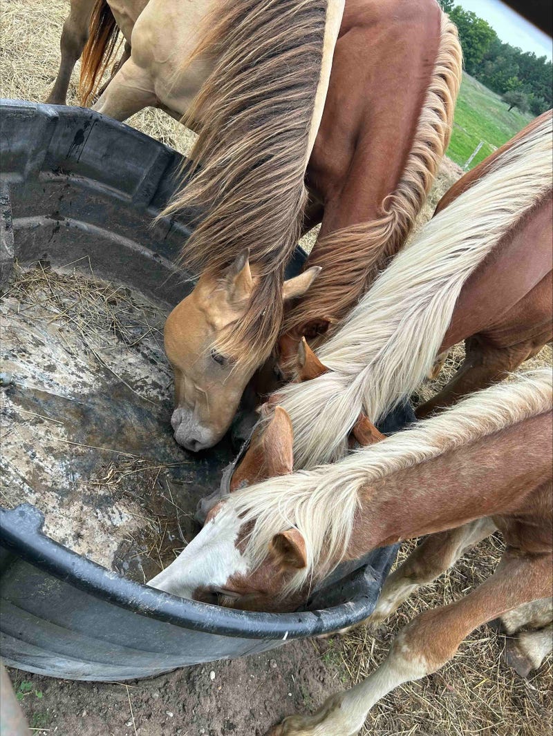 Three horses eating out of a trough