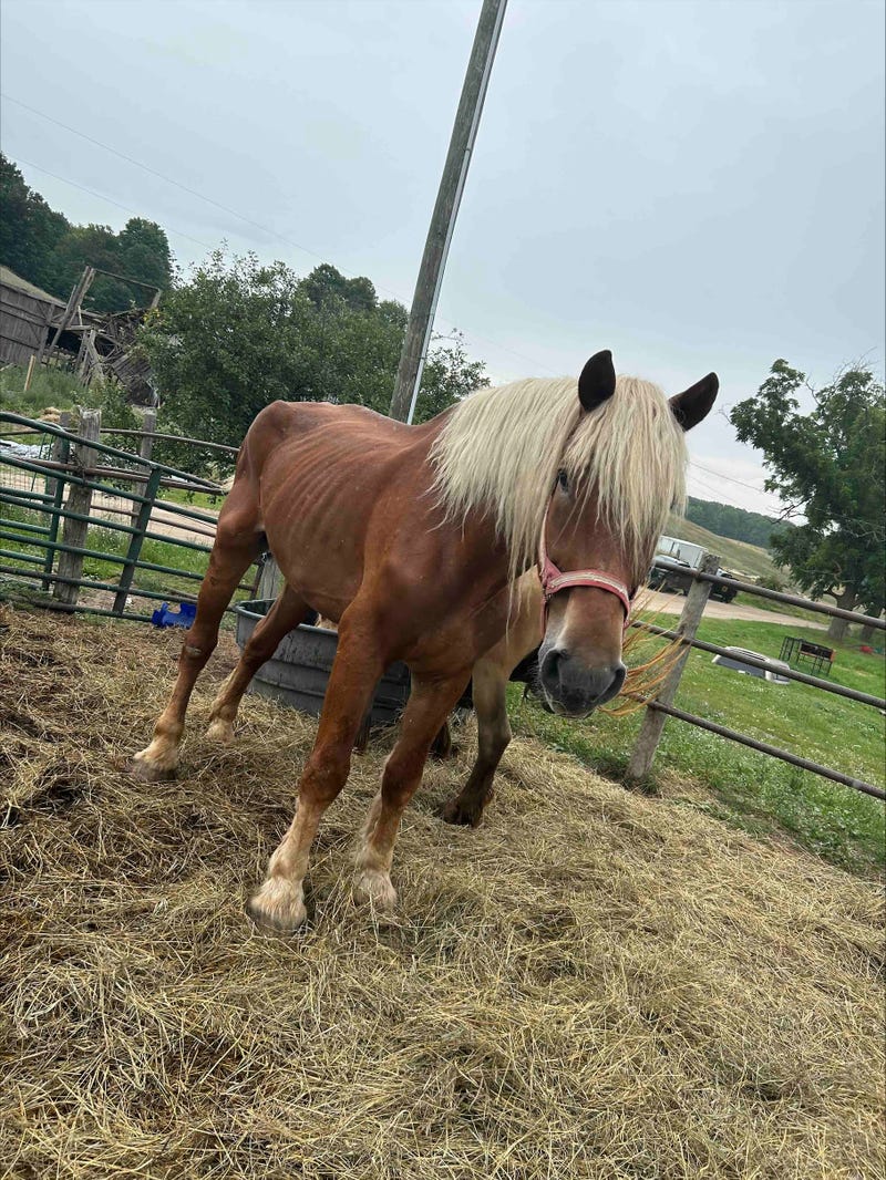 Skinny horse