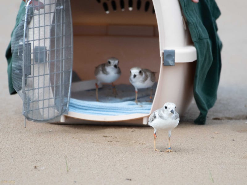 Plovers