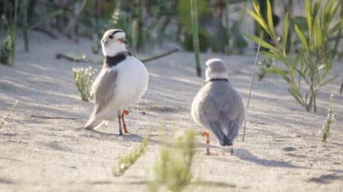 Monty and Rose rebounding after their eggs are stolen: 'We saw them courting'