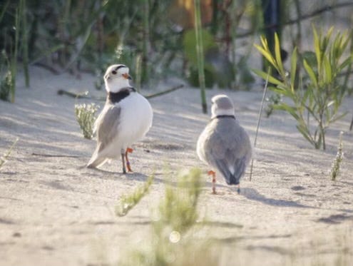 birds