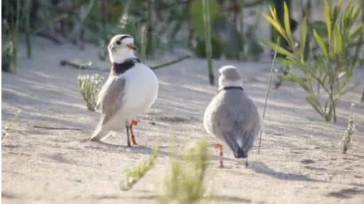 Memorial planned for Piping Plover Monty at Montrose Beach