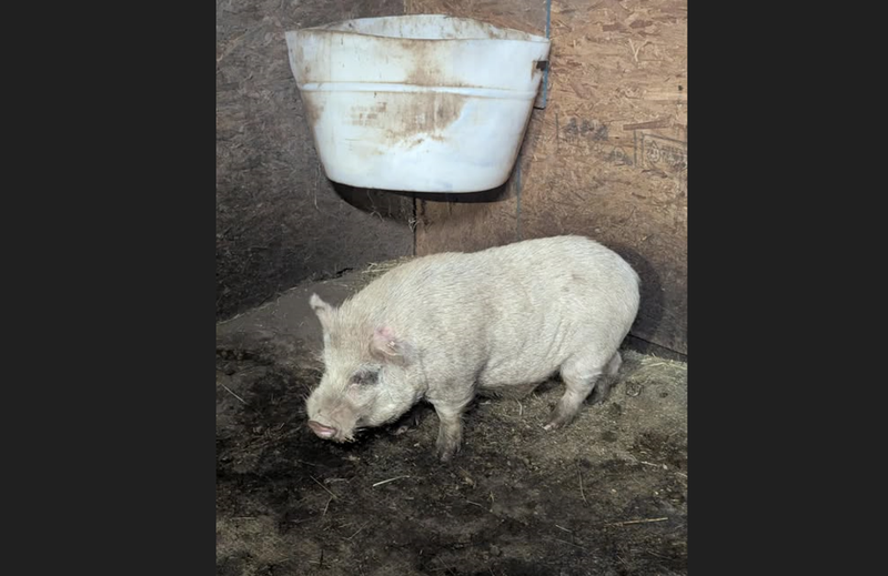 Pig found in Moon Township 
