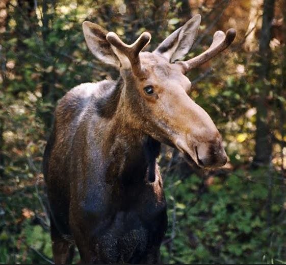 moose hit
