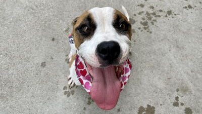 Canine Corner: Mora