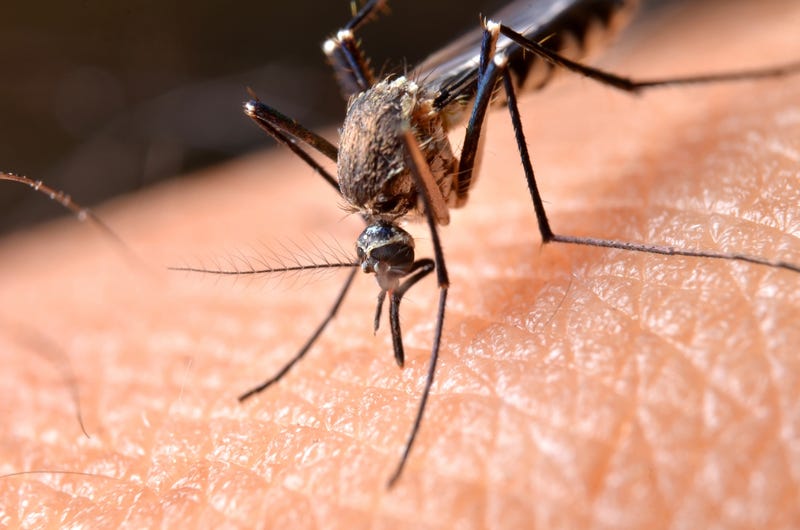 Mosquito