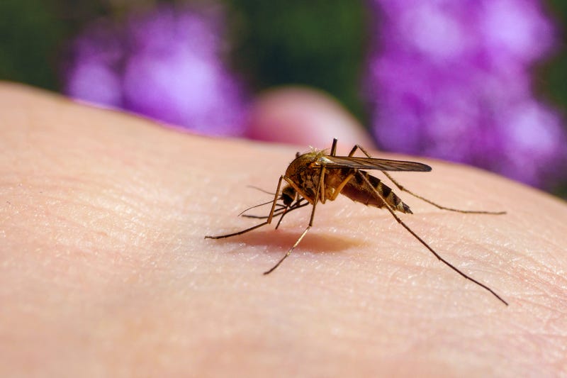 A mosquito takes a bite out of a human's arm.