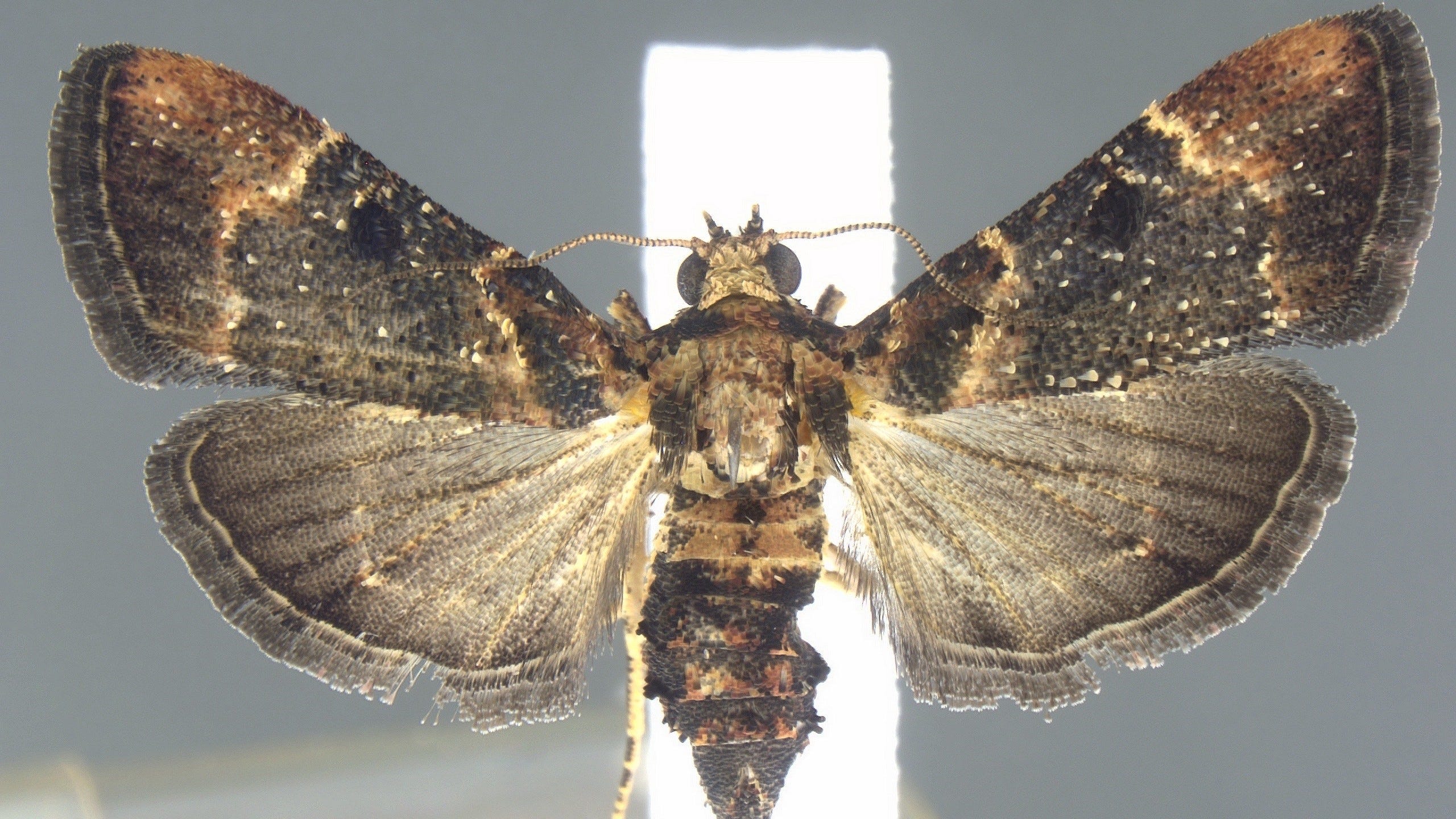 Rare moth species not seen in more than 100 years found in traveler's luggage at airport