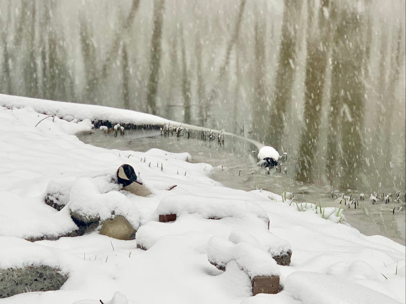 Goose in Buffalo. April 21, 2021