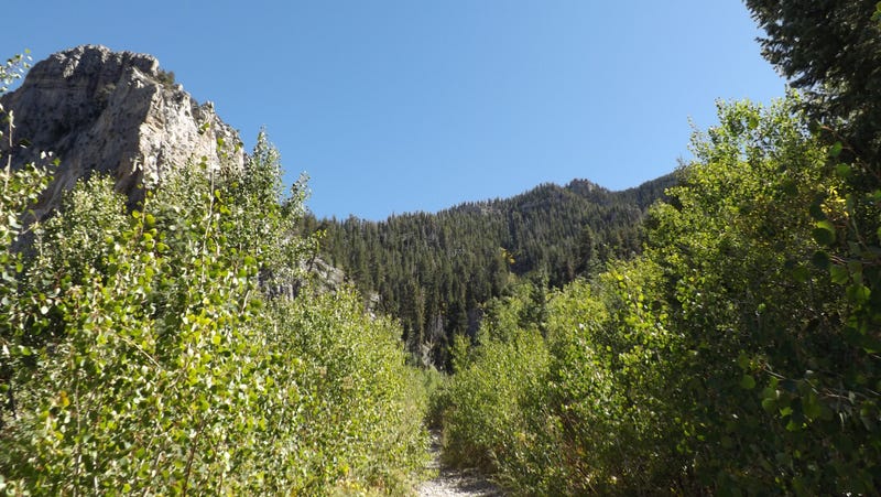A view of Cathedral Rock Trail at Mount Charleston