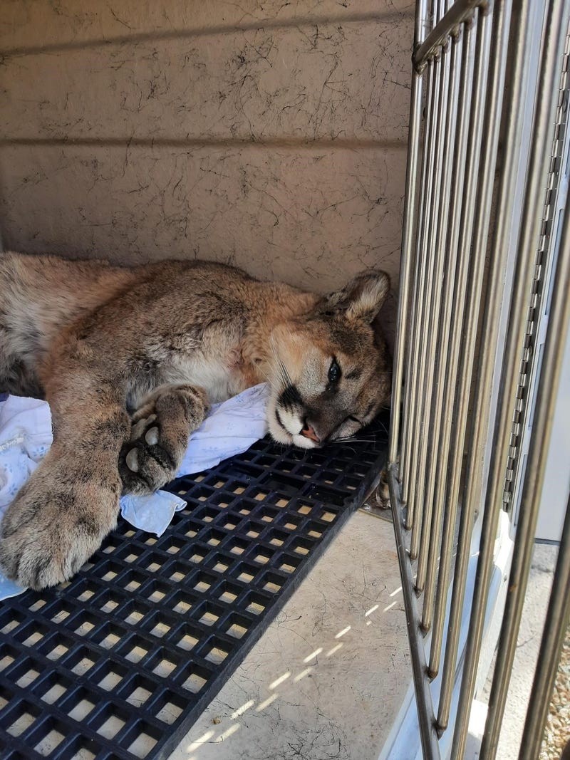 A mountain lion is captured near Flamingo and Town Center on April 1st, 2021