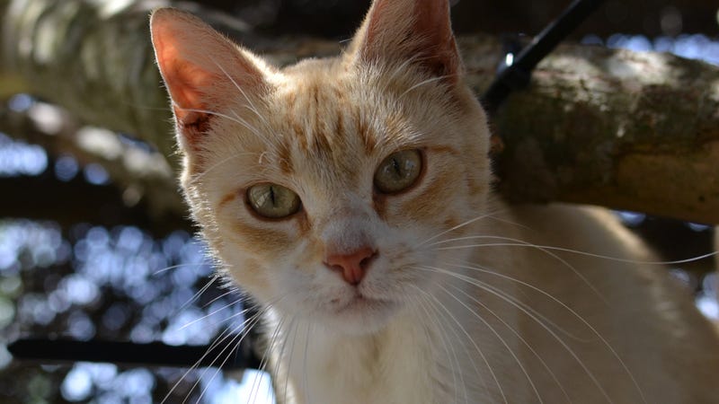 Mouse the cat