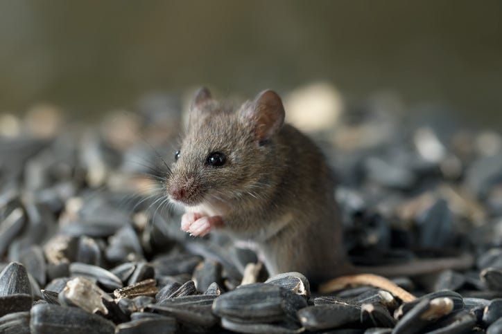 mouse