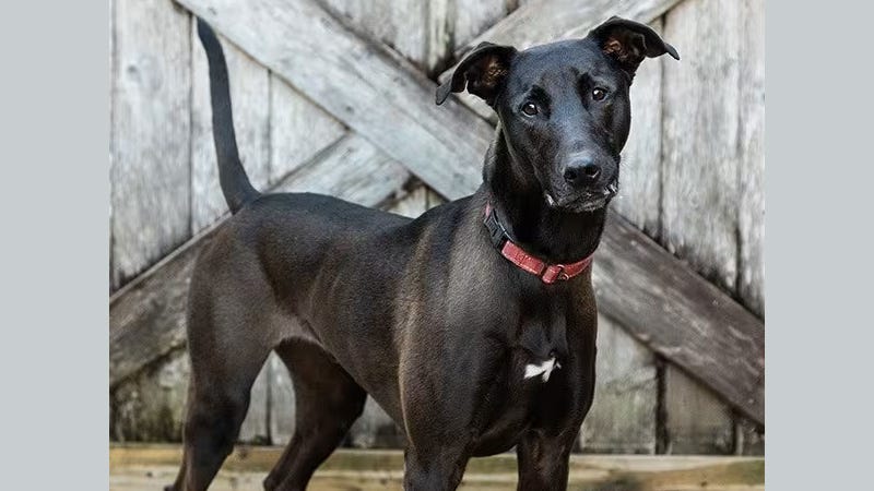 black tall dog
