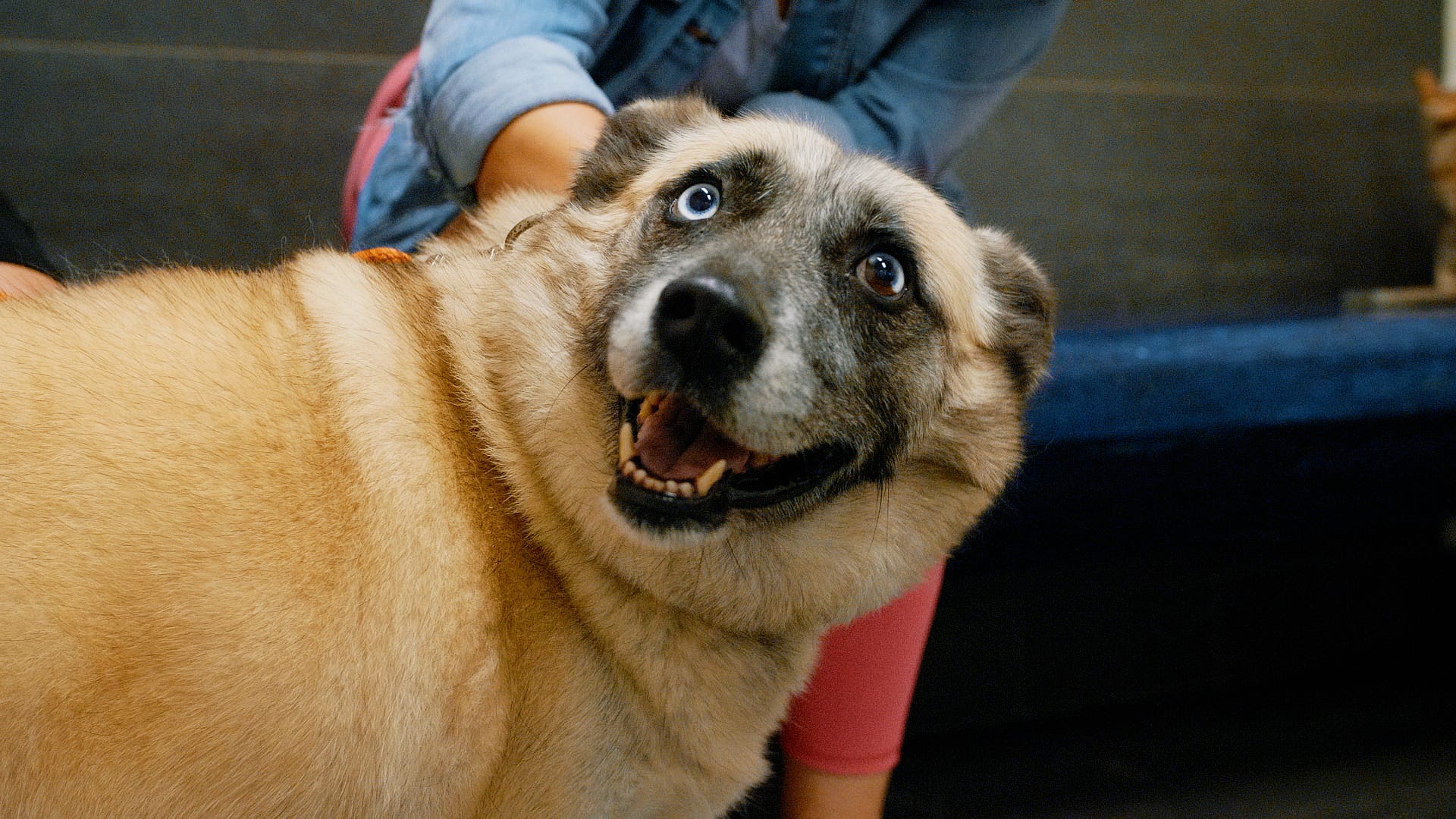 Adoptable Pet Pals: Meet Sasha!