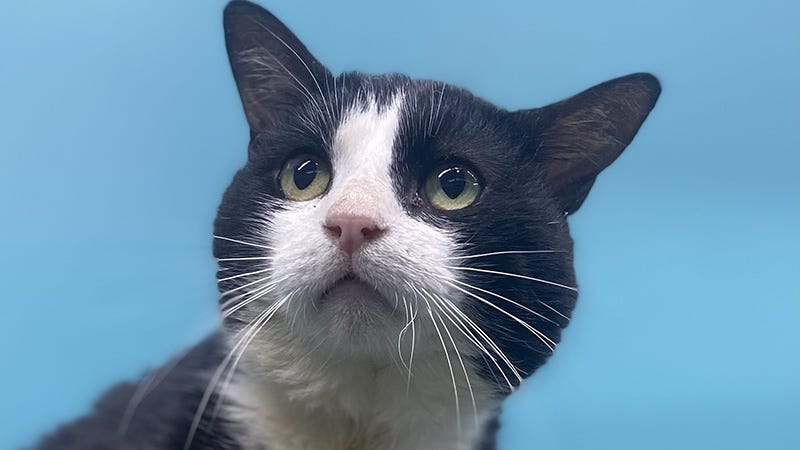 black and white cat