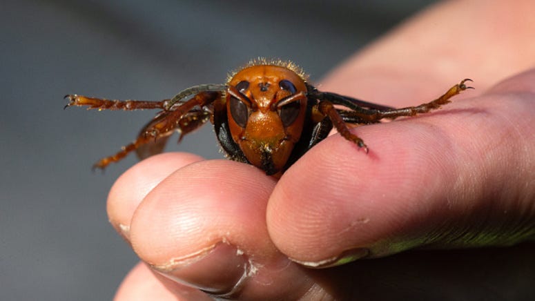 Viral video shows murder hornets being vacuumed out of massive nest