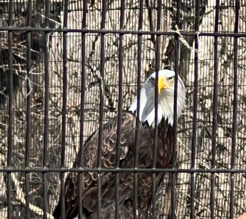 Murphy the Eagle fostered an orphaned eaglet over the summer of 2023