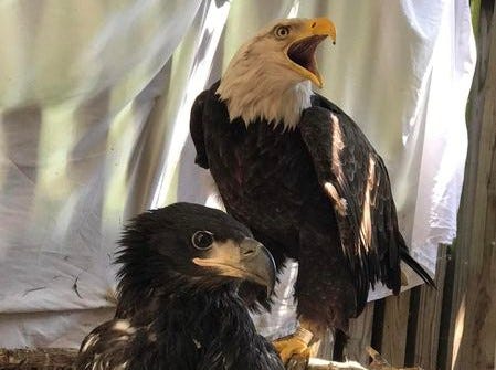 Murphy the Eagle made news headlines when he swapped a rock he had adopted for an orphaned eaglet, now thriving from his paternal nature