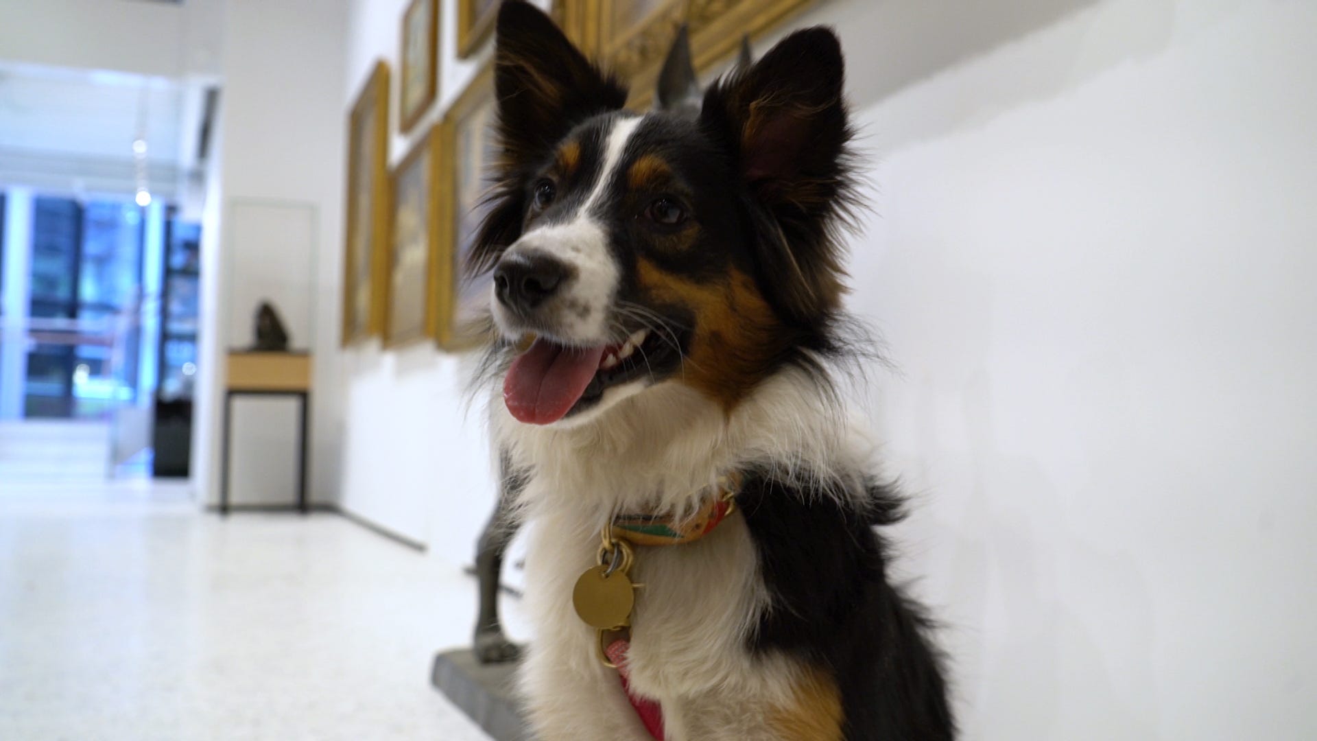 Pup Gives True Thoughts on New Museum of the Dog