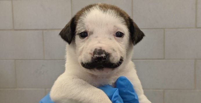Mustache Puppy