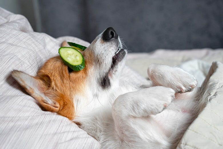 Dog napping