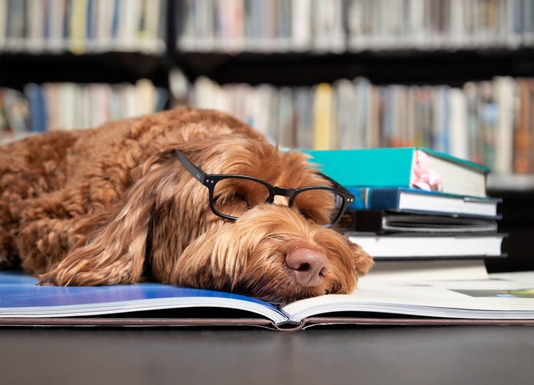 sleeping dog