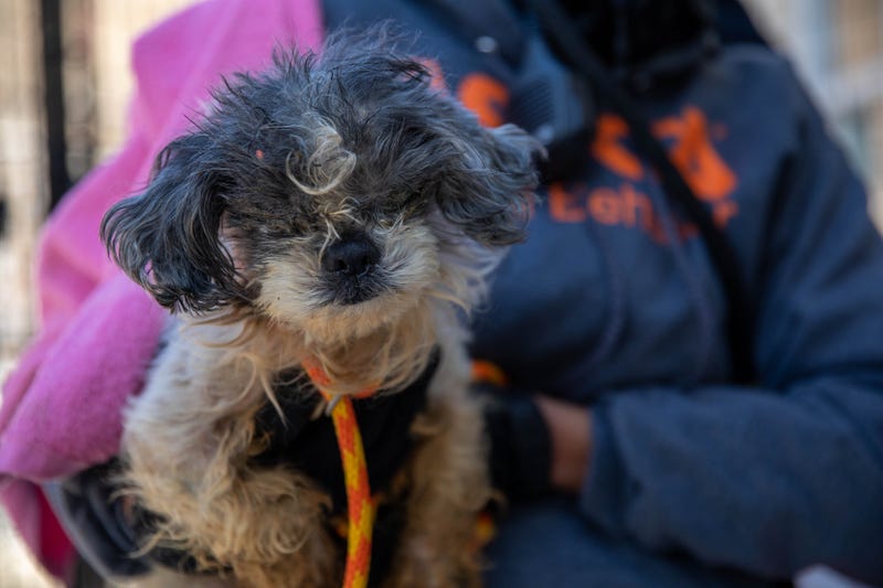 90 maltreated dogs seized from self-described animal rescue group in NJ