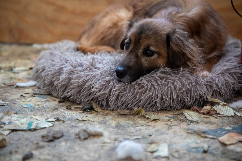 90 maltreated dogs seized from self-described animal rescue group in NJ