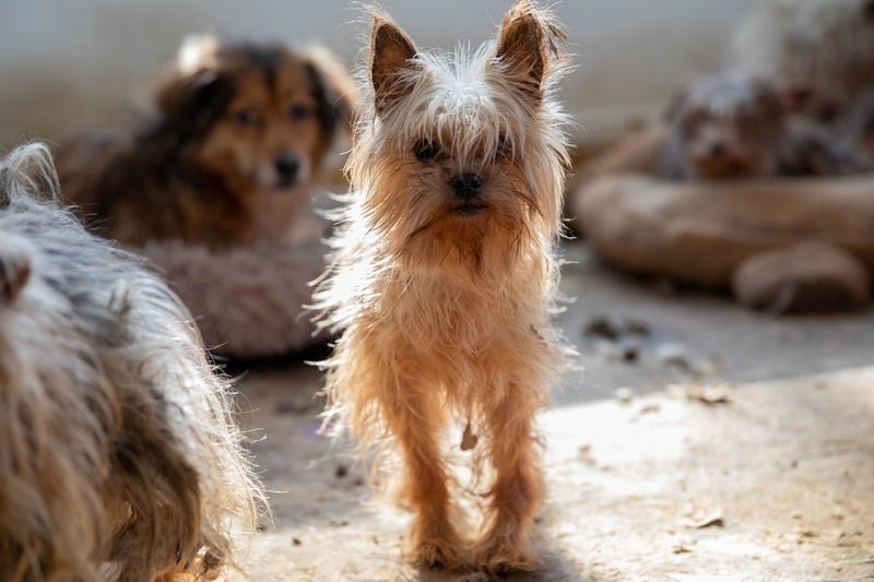 90 maltreated dogs seized from self-described animal rescue group in NJ