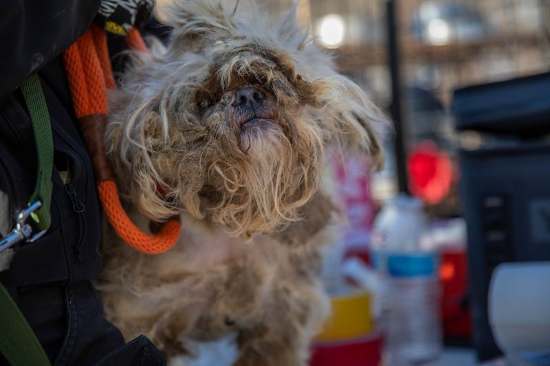 90 maltreated dogs seized from self-described animal rescue group in NJ