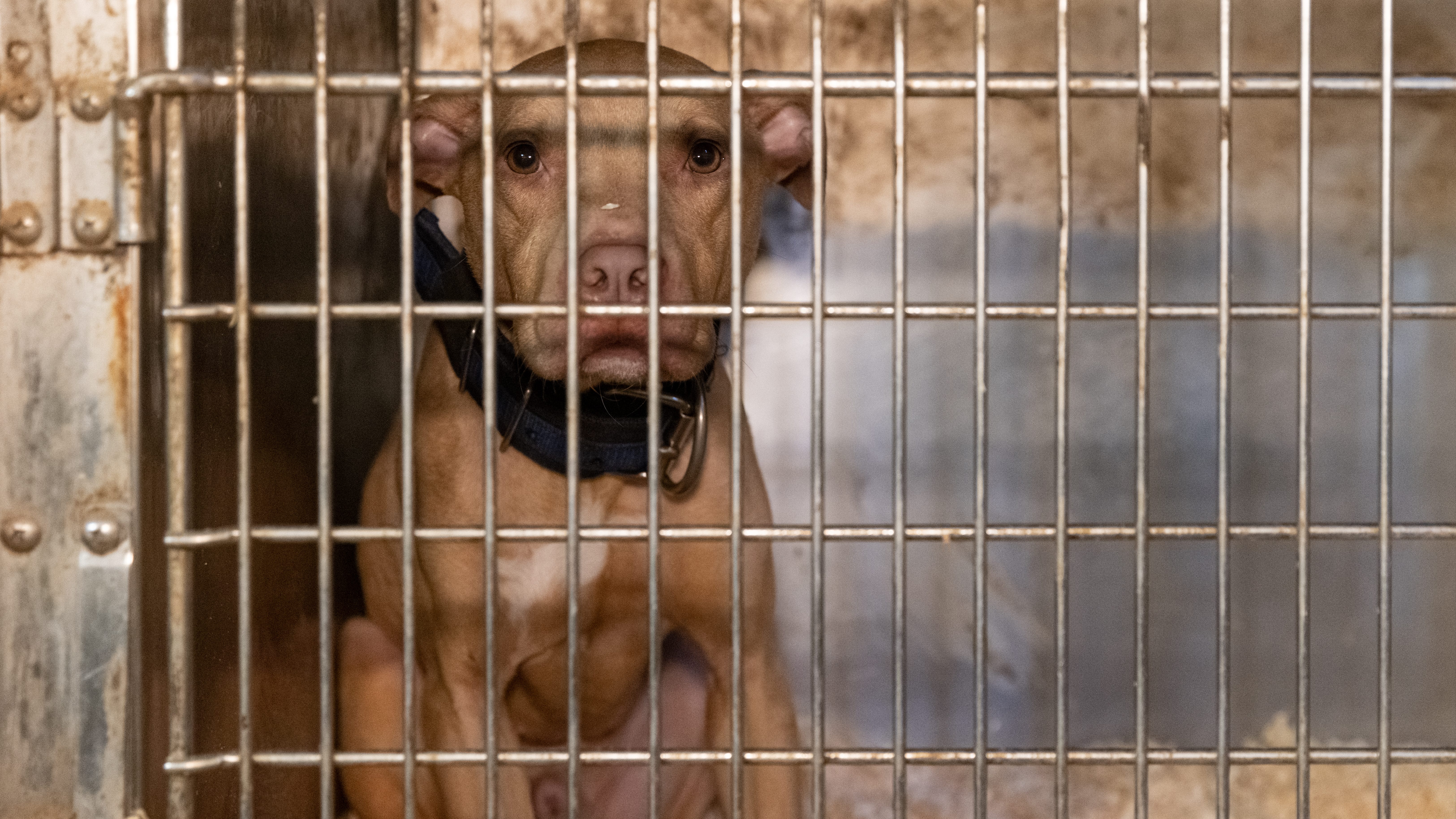 10 arrested, 89 dogs rescued in Suffolk County dogfighting ring bust: DA