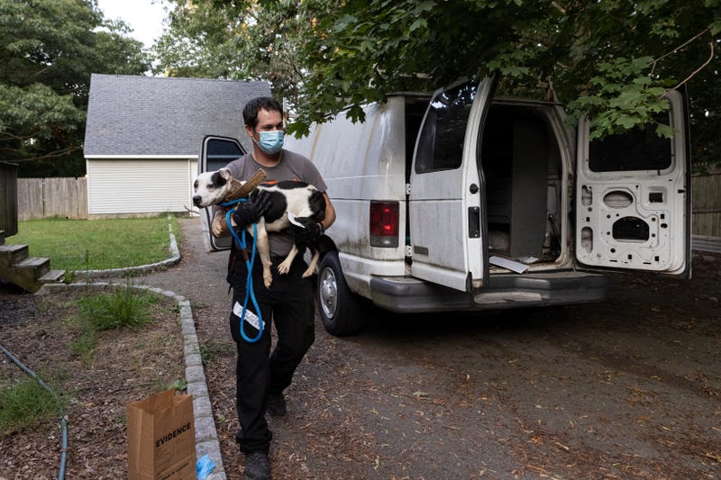 Long Island dogfighting