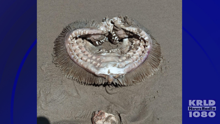 Creepy looking organisim washes up on Bolivar Peninsula, but what is it?