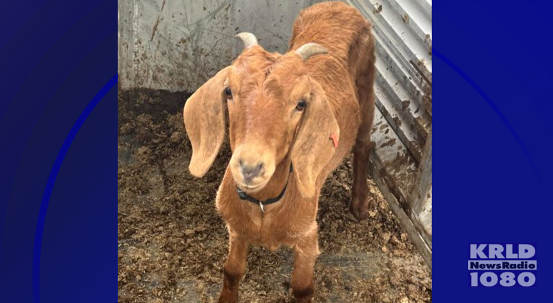 Willacy Co. Livestock Show and Fair