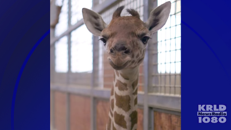 Dallas Zoo welcomes its second baby giraffe in five months