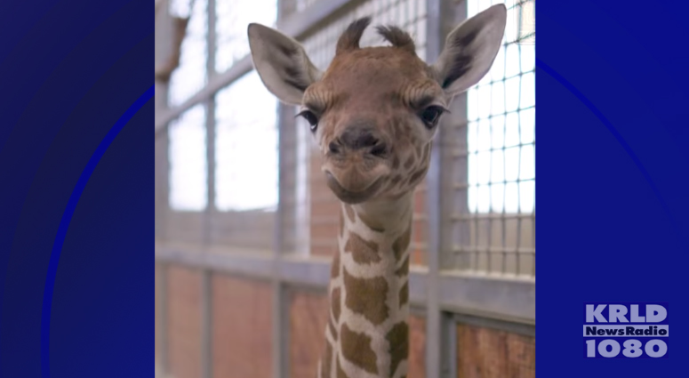 Dallas Zoo