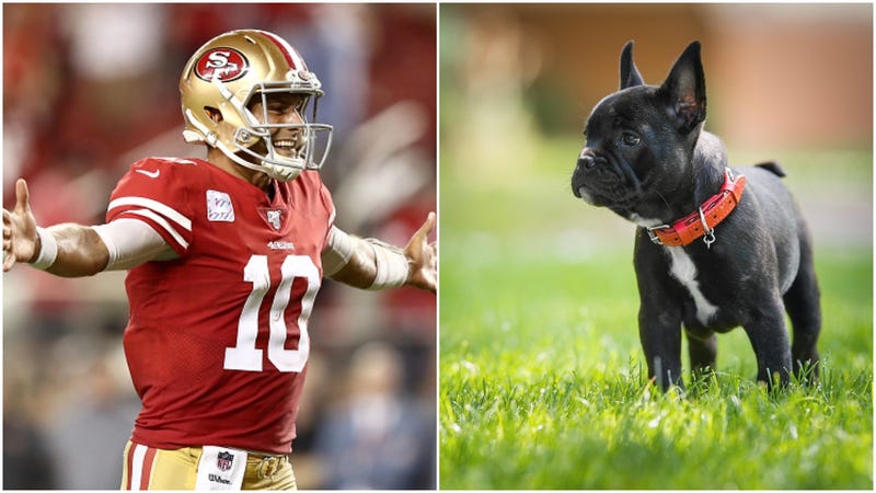 Jimmy Garoppolo, French Bulldog