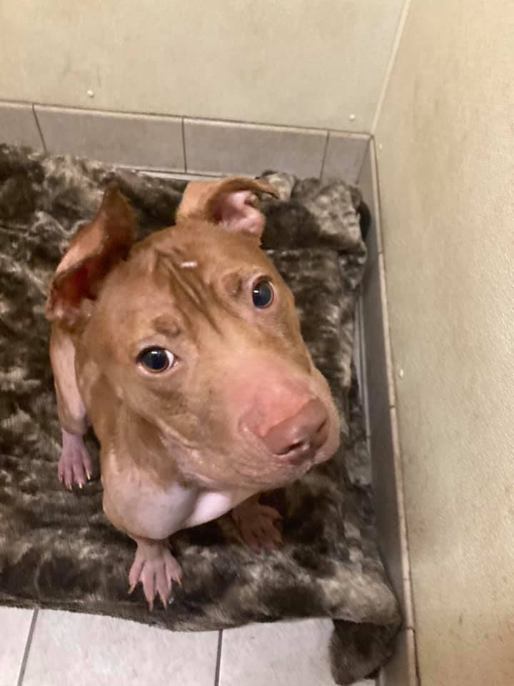 Nova the pit bull