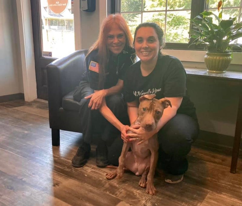 Nova the Pittston PD pit bull