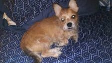 61-year-old woman struck in hit-and-run while holding Chihuahua, dog still missing