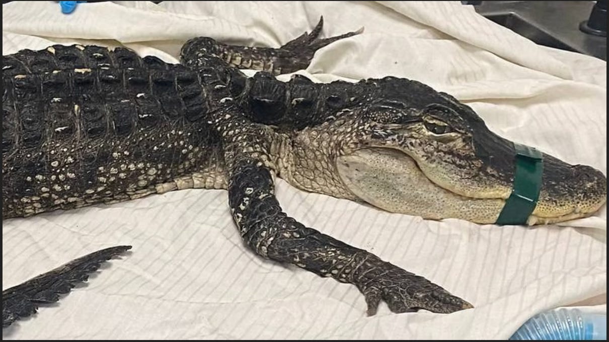 Four-foot alligator found in New York City park