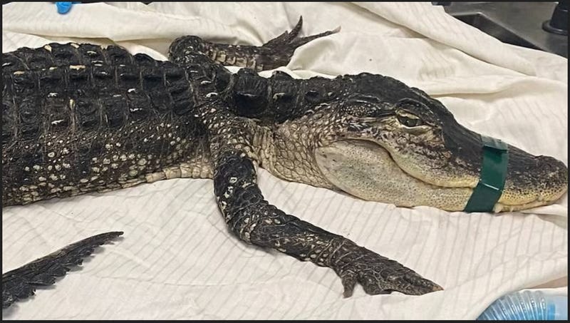 New York Gator