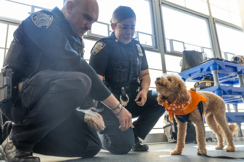 Rocket, a Miniature Poodle who was thrown from a ledge in Washington Heights in May and suffered severe injuries, reunited Wednesday with the team who saved him.