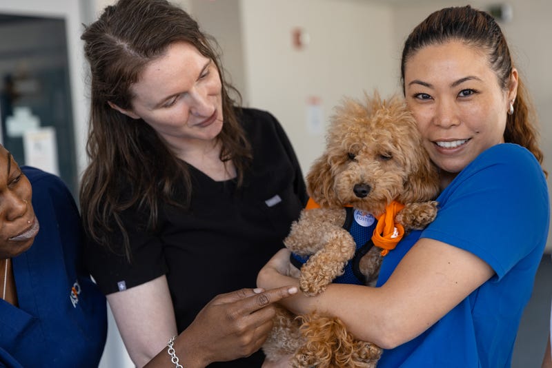 Rocket, a Miniature Poodle who was thrown from a ledge in Washington Heights in May and suffered severe injuries, reunited Wednesday with the team who saved him.