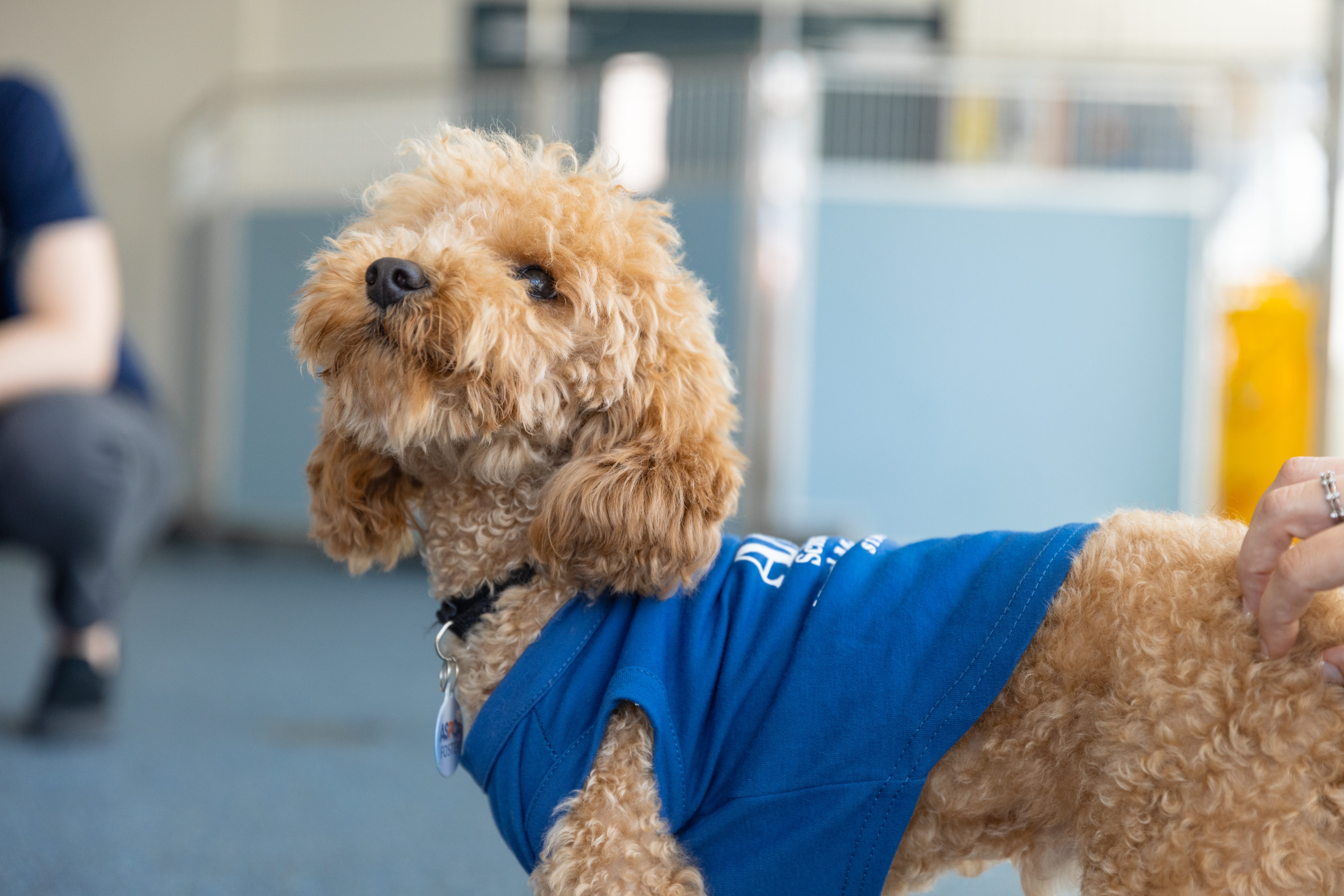 Abused Mini Poodle 'Rocket' reunites with NYC rescuers